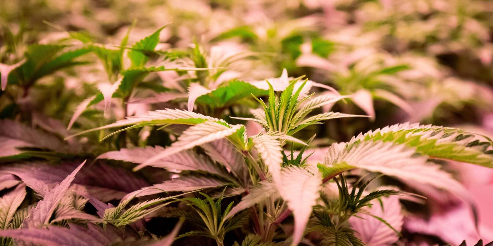 Die Debatte um die Legalisierung von Cannabis geht weiter.