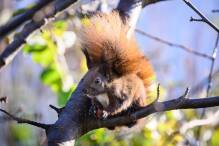 Forschung: Bürger zum Beobachten von Eichhörnchen gesucht
