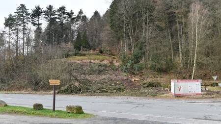 Warum gefällte Bäume in Grasellenbach für Ärger sorgen
