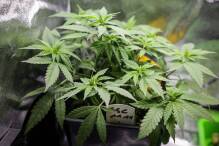 Justiz- und Innenminister gegen Cannabisgesetz
