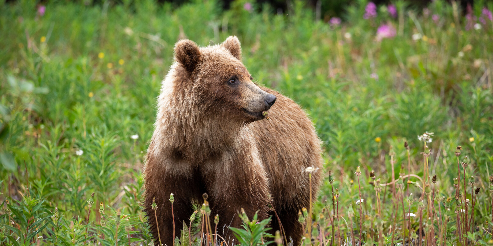 In Alaska kann man nicht nur Bären, sondern viele weitere Tiere beobachten. In Alaska kann man nicht nur Bären, sondern viele weitere Tiere beobachten.