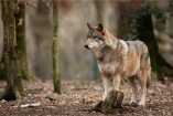 Landwirte fordern Begrenzung der Wolfspopulation

