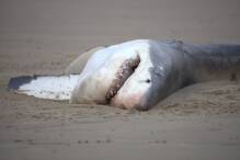 «Bahnbrechende Einblicke»: Einzelner Orca tötet Weißen Hai
