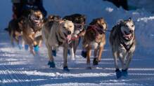 Größtes Schlittenhunderennen der Welt gestartet

