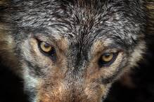 Wölfe verändern Verhalten von Rehen und Hirschen
