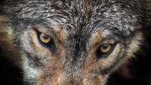 Forscher: Längste Wanderung eines Wolfs nachgewiesen
