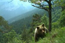 Kritik an Gesetz zur Tötung von Bären im Trentino 
