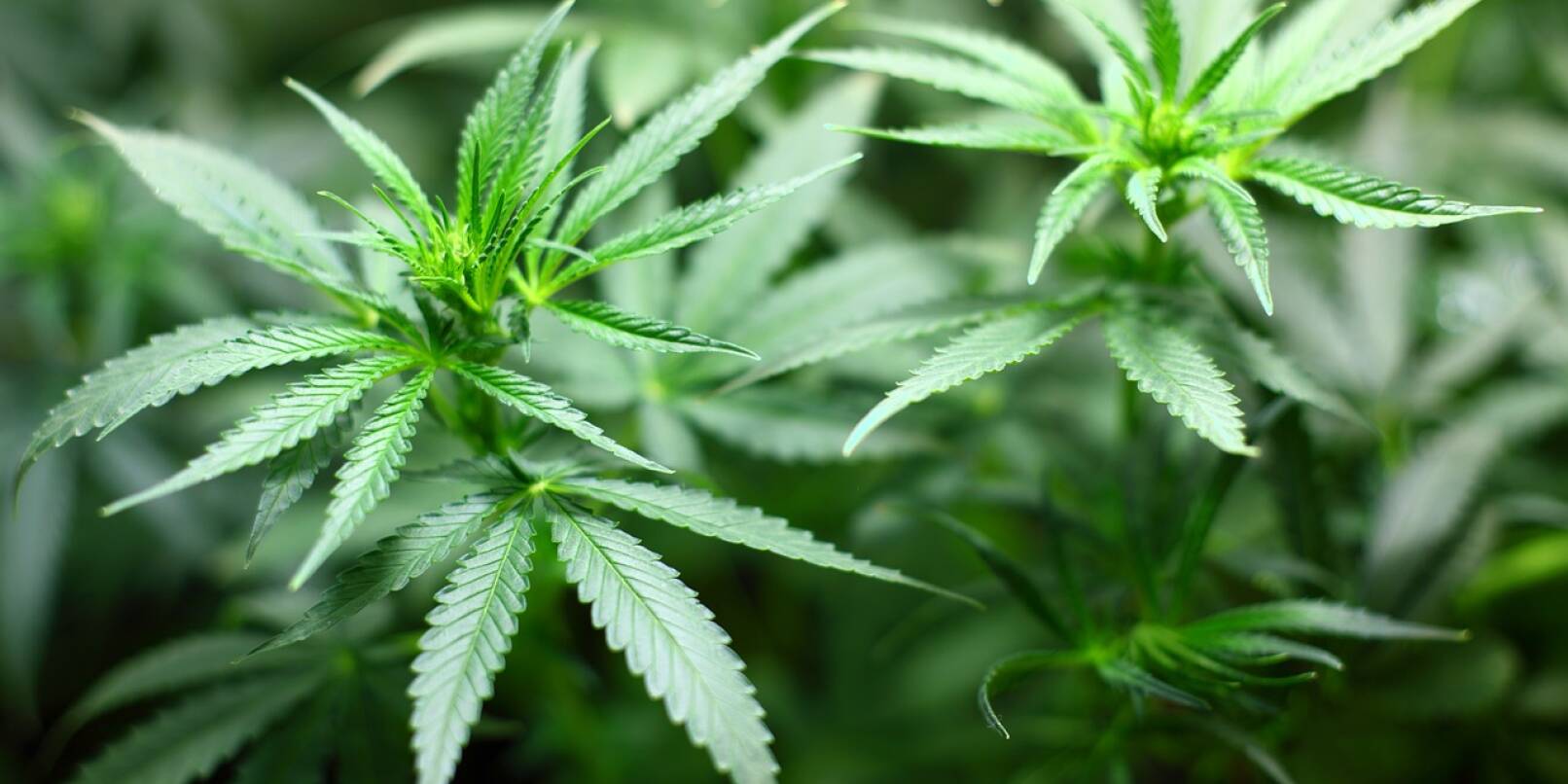 Eine Cannabispflanze.