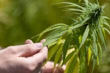 Bundesdrogenbeauftragter verteidigt Cannabis-Pläne
