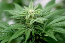 Lauterbach will Cannabis-Legalisierung retten
