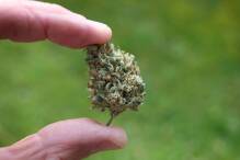 Bundesrat macht Weg für Cannabis-Legalisierung frei
