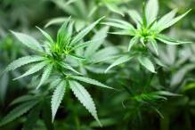 Kiffen, spliffen, paffen - Cannabisgesetz im Bundesrat bestätigt
