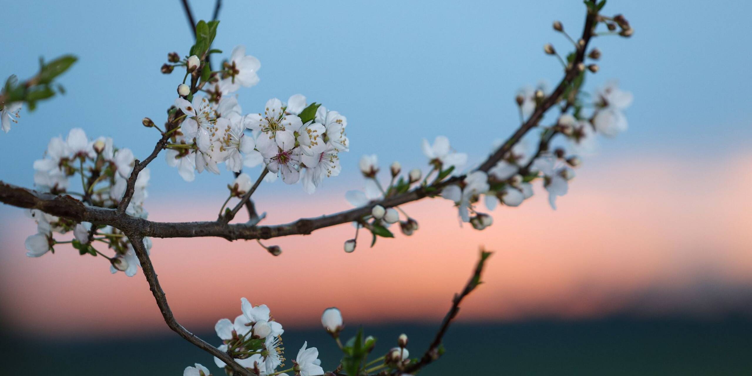 Mit milden Temperaturen und einigem Sonnenschein grüßt der Frühling im Land. Im Süden der Bundesrepublik sind Obstbäume teilweise bereits in die Blüte gegangen.