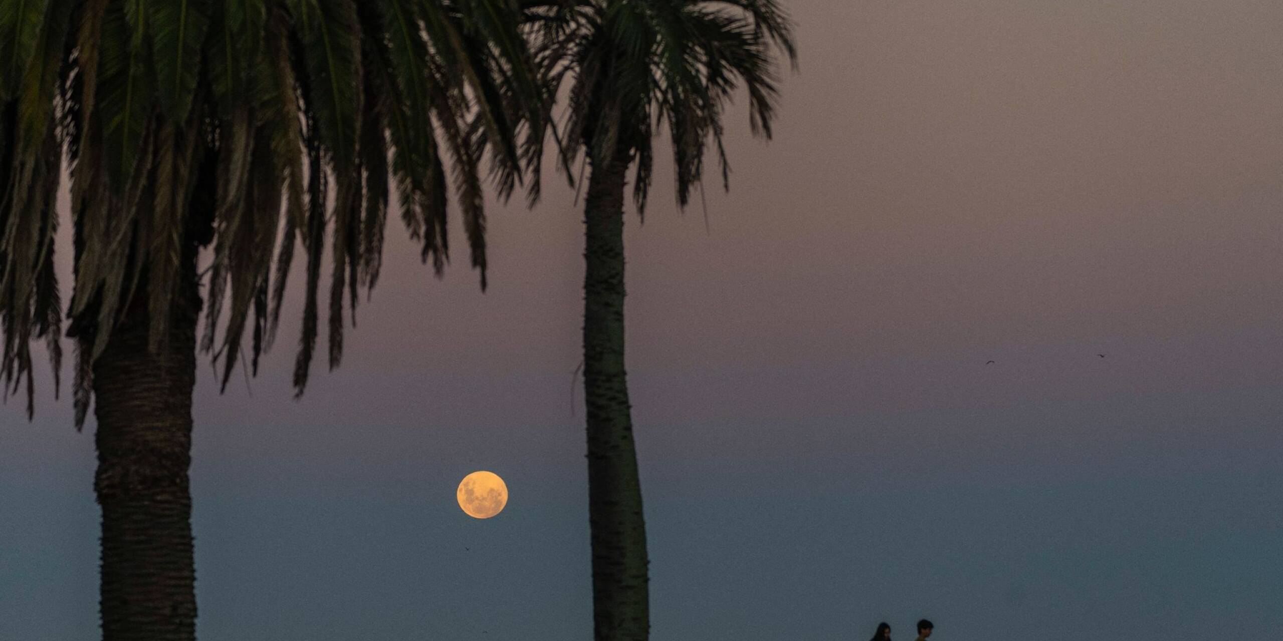Über einem Park in der uruguayischen Hauptstadt Montevideo geht der Mond auf.