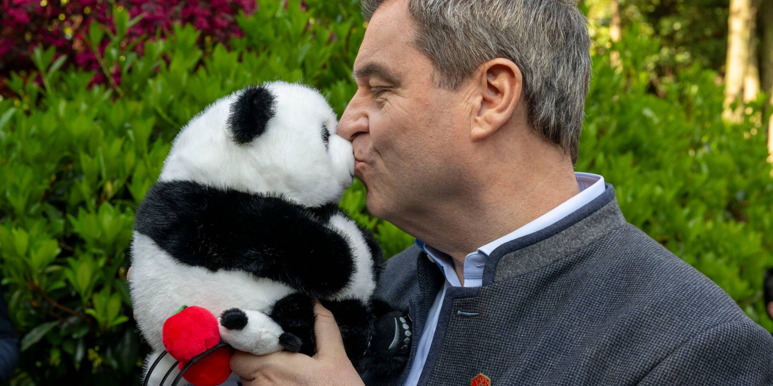 Bayerns Ministerpräsident Markus Söder besucht eine Pandabären-Forschungseinrichtung im chinesischen Chengdu - und freut sich über den geschenkten Plüschpanda.