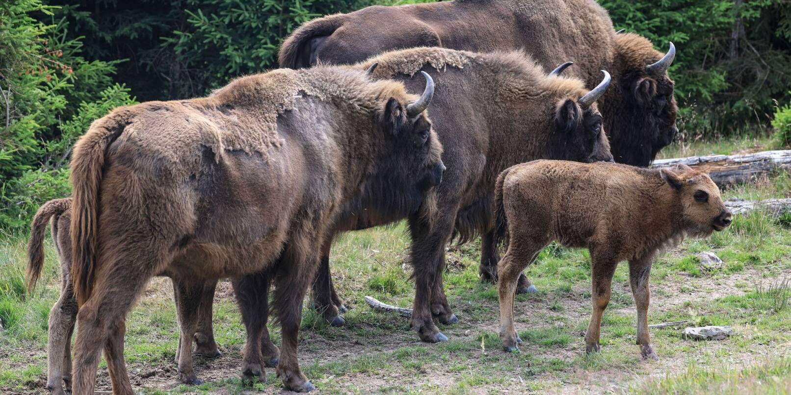Wie es mit der Wisent-Herde weitergeht, ist unklar. Wie es mit der Wisent-Herde weitergeht, ist unklar.