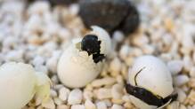Australien feiert Ostern mit Schildkröteneiern
