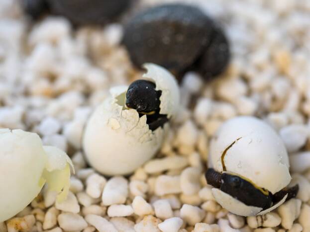 Australien feiert Ostern mit Schildkröteneiern
