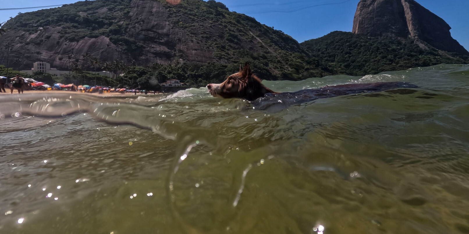 Ein Hund gönnt sich eine Abkühlung im Meer vor dem Strand Vermelha in Rio de Janeiro. Ein Hund gönnt sich eine Abkühlung im Meer vor dem Strand Vermelha in Rio de Janeiro.