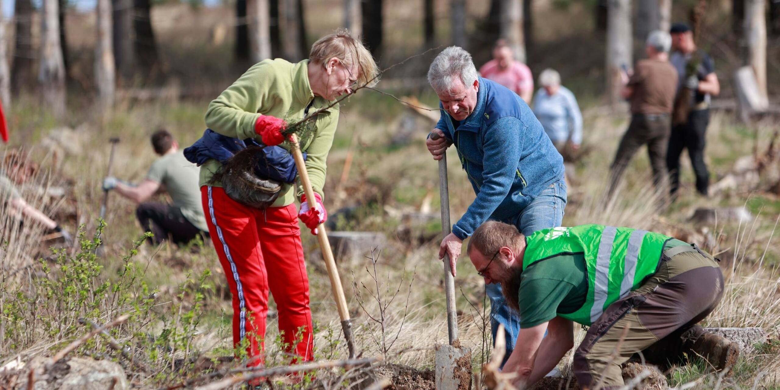 Freiwillige Helfer pflanzen Baumsetzlinge für eine Aufforstungsaktion im Stadtforst Wernigerode in Sachsen-Anhalt. Mehr als 6.000 Bäume, darunter Hainbuchen, Rotbuchen und Douglasien, werden gesetzt, um die die Aufforstung des Waldes weiter voranzubringen.