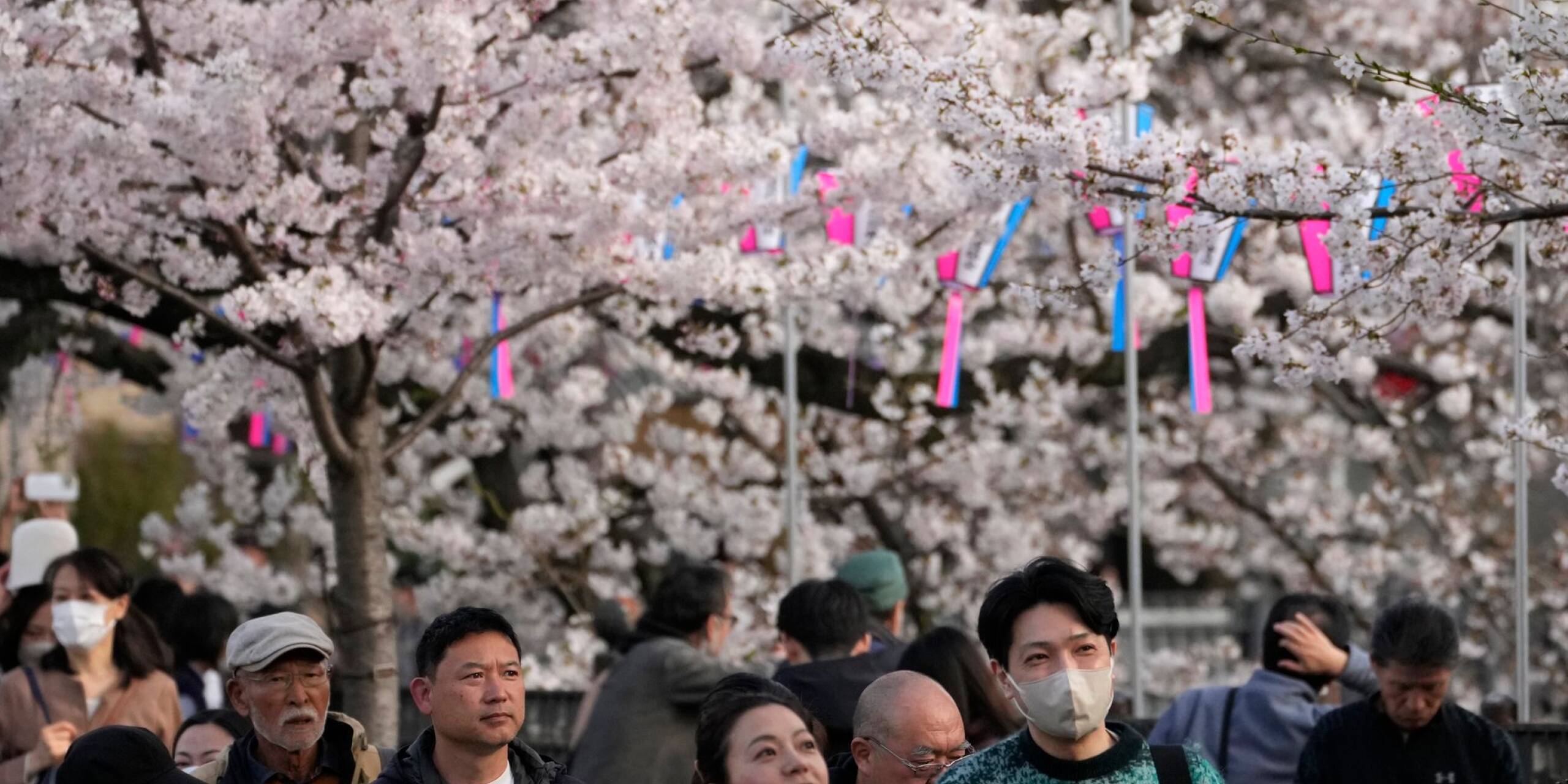 In voller Pracht: Besucher betrachten die blühenden Kirschbäume entlang eines Flusses in Yokohama.