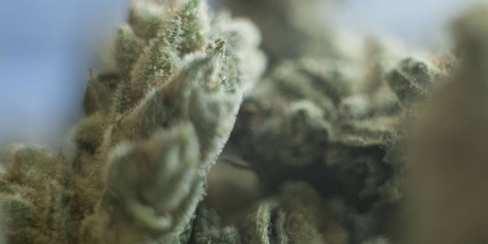 Die Cannabis-Debatte geht auch nach der Legalisierung weiter.
