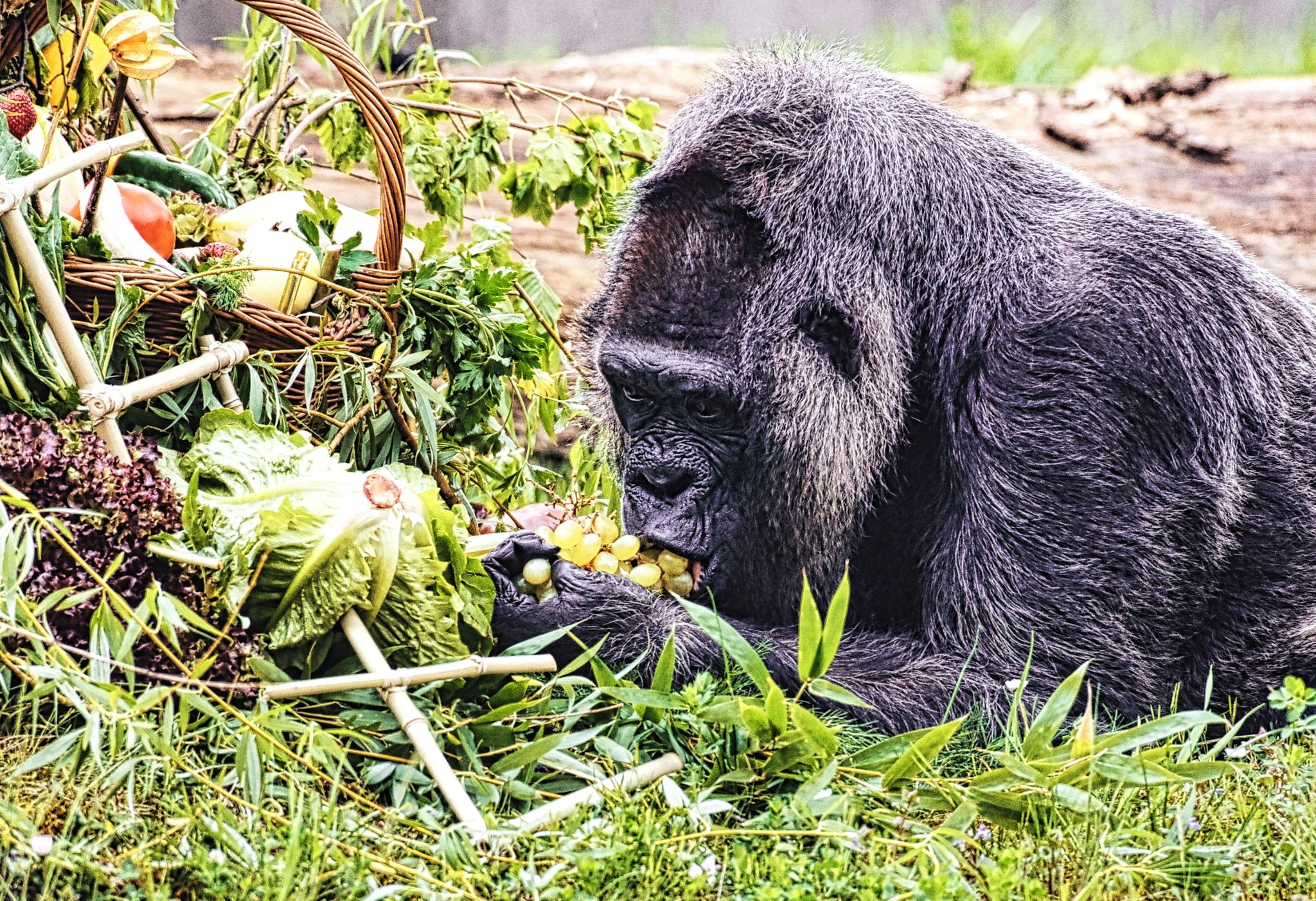 GorillaDame Fatou feiert 67. Geburtstag im Berliner Zoo WNOZ