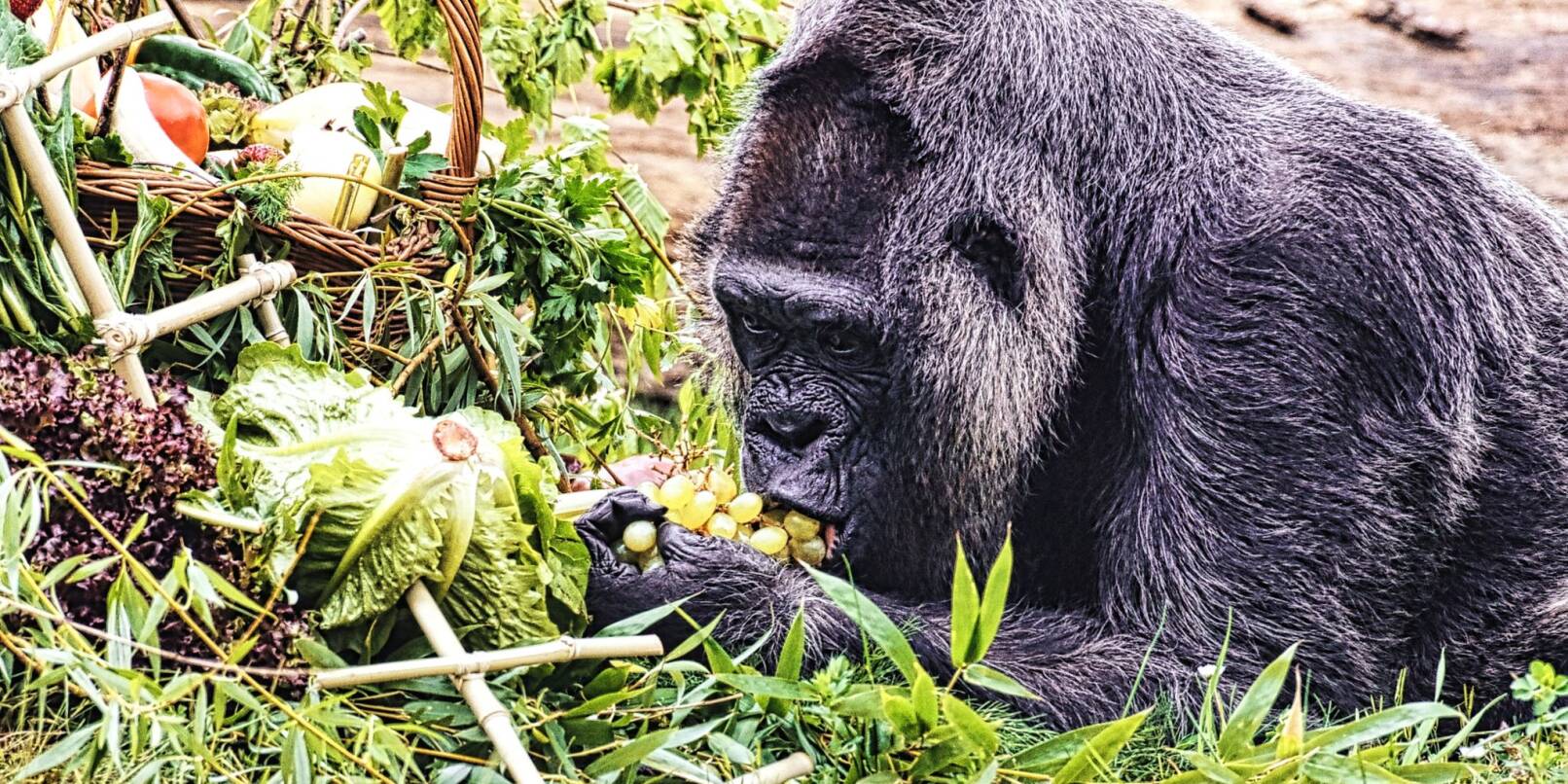 GorillaDame Fatou feiert 67. Geburtstag im Berliner Zoo WNOZ
