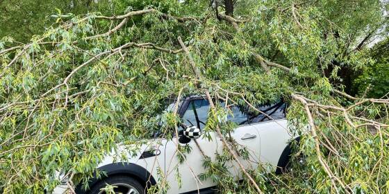 Stürmischer Montag: Baum stürzt in Laudenbach auf ein Auto 