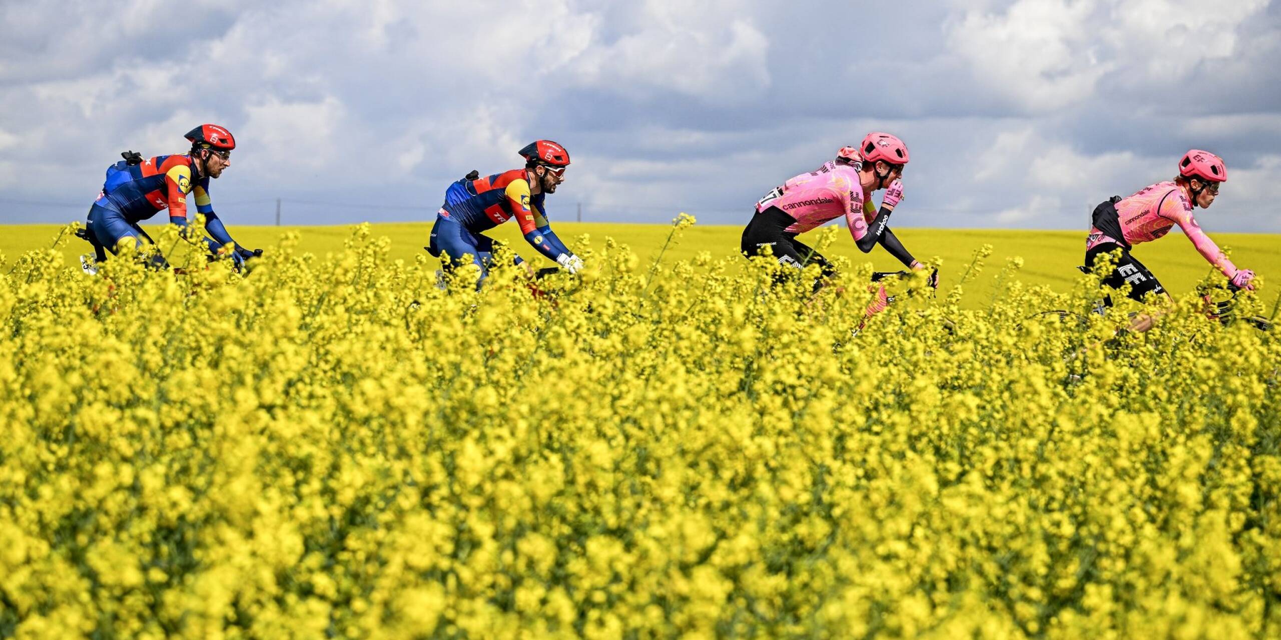 Fahrt im Frühlingswind: Durch blühende Rapsfelder führt das Eintagsrennen Flèche Wallonne der UCI Worldtour in Belgien.