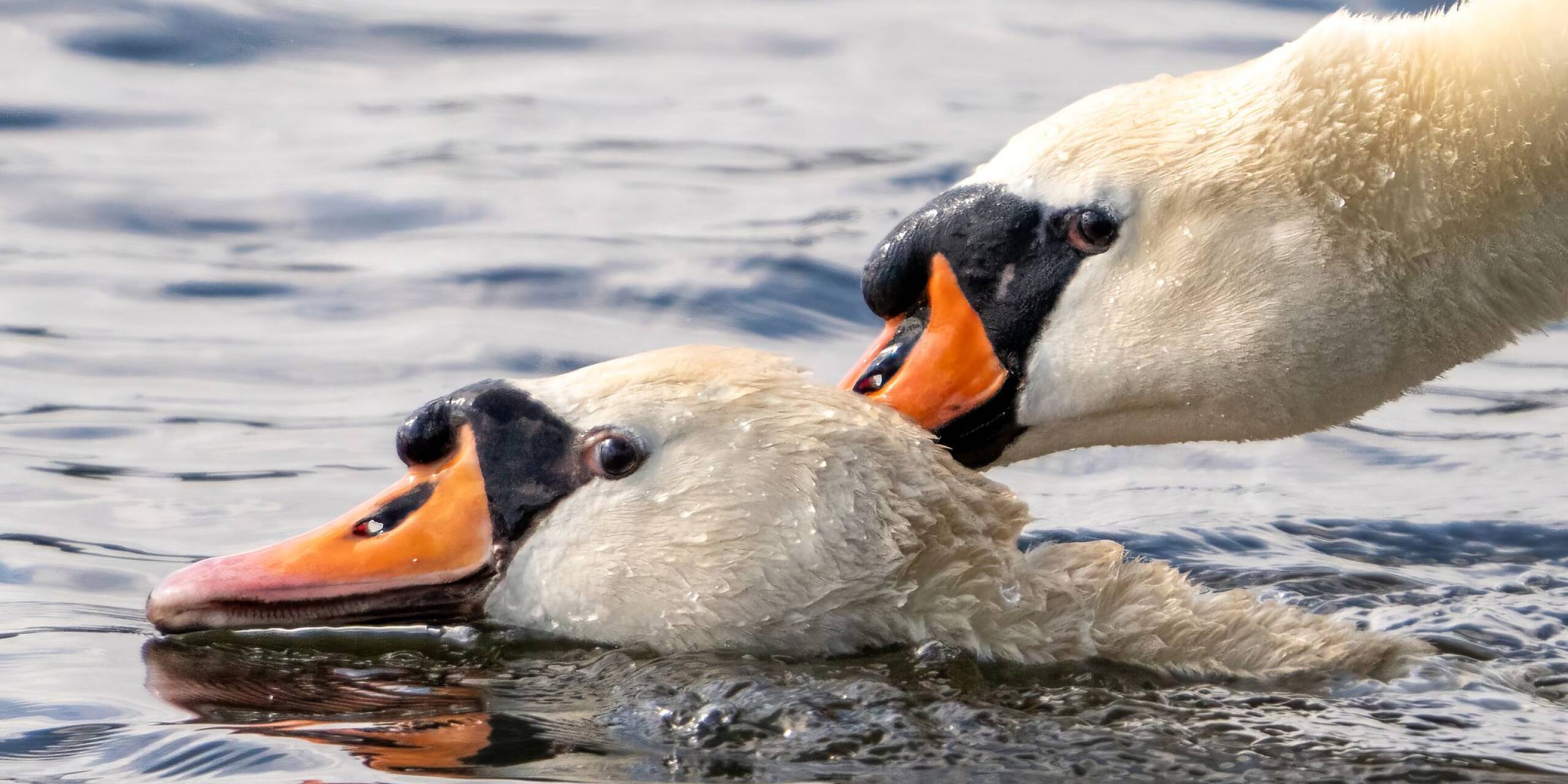 Stürmische Gefühle auf der Havel bei Potsdam: Ein männlicher Höckerschwan beißt in den Hals des Weibchens und drückt es unter Wasser - eine normale Liebkosung für Schwäne während der Paarung.
