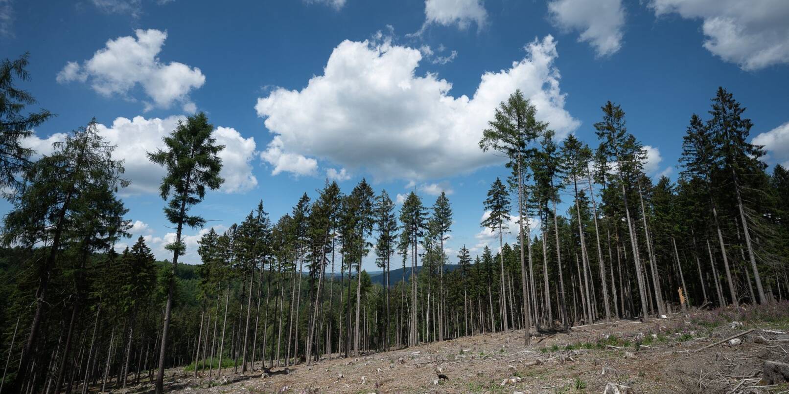 Trockene Bäume liegen in einer kahlen Stelle im Wald. Die Weltwirtschaft droht einer Studie zufolge durch Klimafolgen stark zu schrumpfen.
