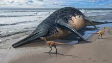 Mehr als 25 Meter: Im Meer lebte einst ein gewaltiges Reptil
