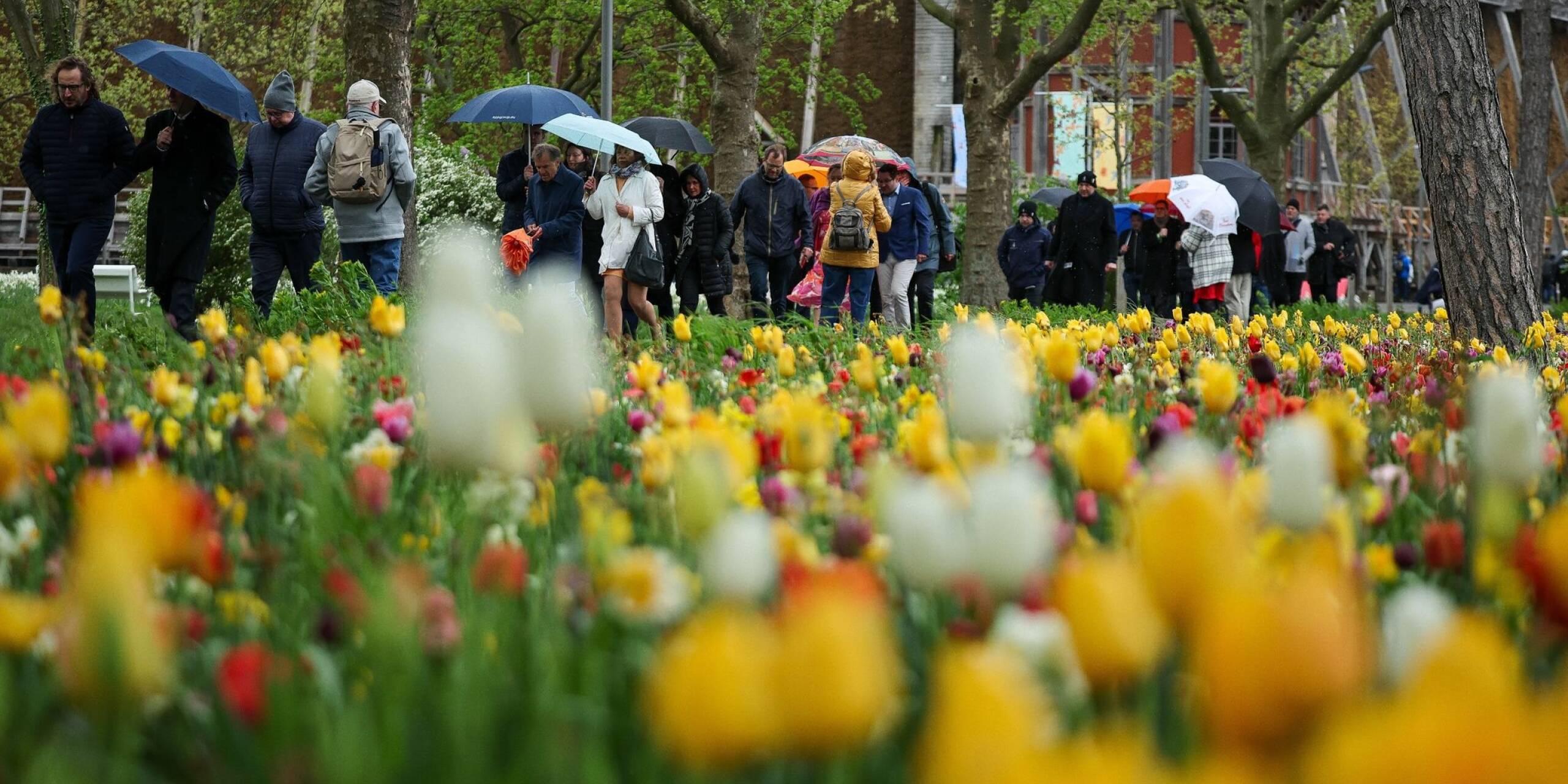 Kühles und nasses Wetter in Sachsen-Anhalt: Besucher laufen mit Regenschirmen über die Landesgartenschau in Bad Dürrenberg, die heute eröffnet wurde.
