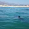 Küsten-Kinderstube: Junge Weiße Haie sind gern nah am Strand
