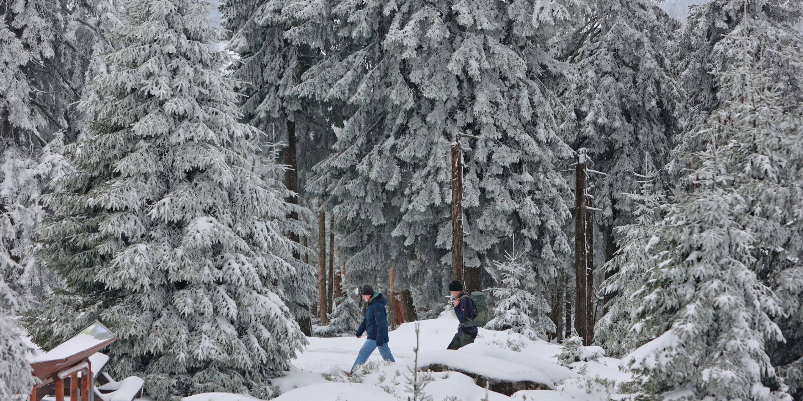 Die Fichten auf dem Brocken sind schneebedeckt: Eine Kaltwetterfront hat Teile des Harzgebirges überraschend in ein Winterwunderland verwandelt.