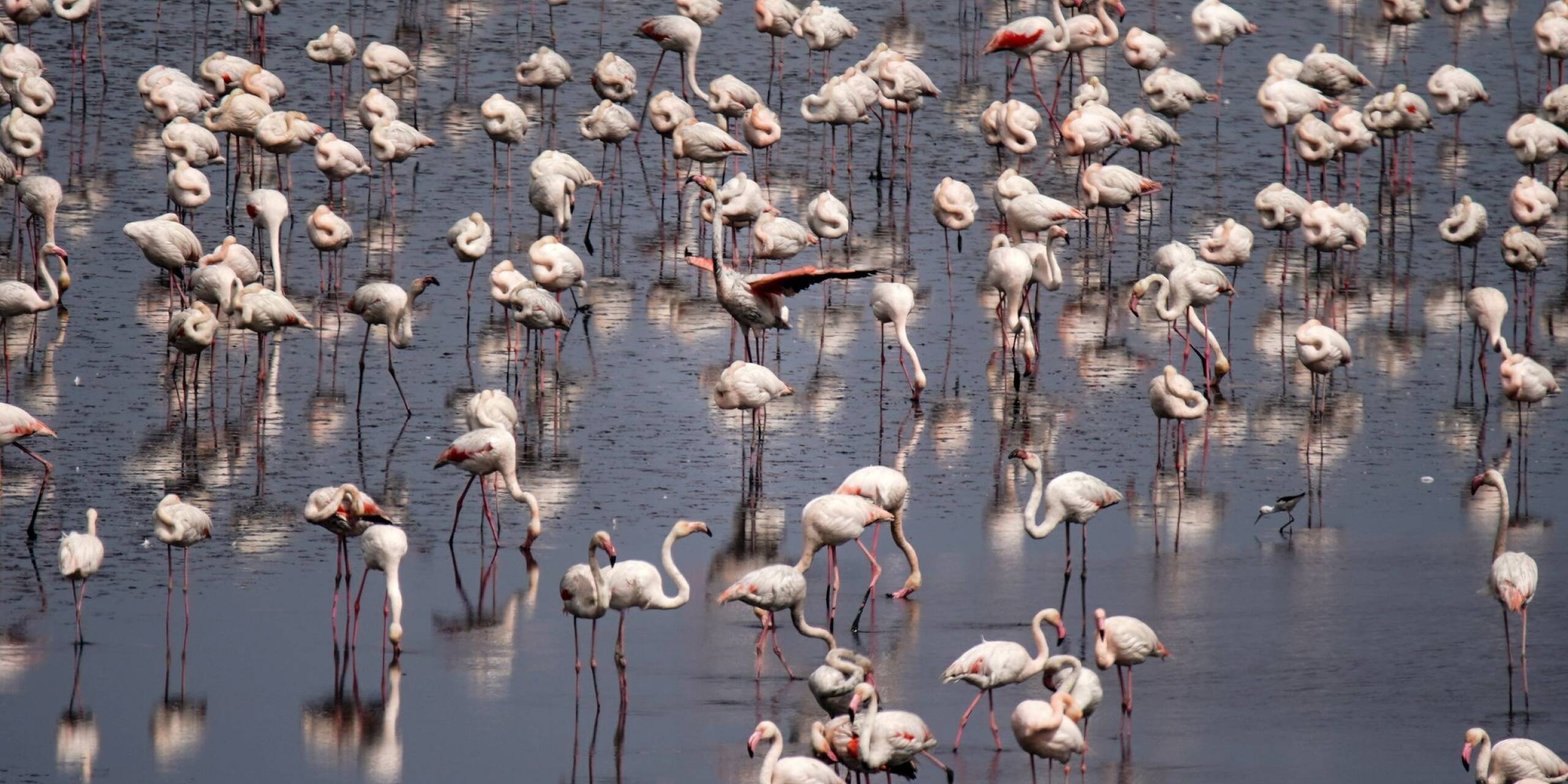 Nach den ergiebigen Regenfällen der letzten Monate sind tausende Flamingos auf der Suche nach Feuchtgebieten in die Lagune Fuente de Piedra in der spanischen Provinz Málaga zurückgekehrt.