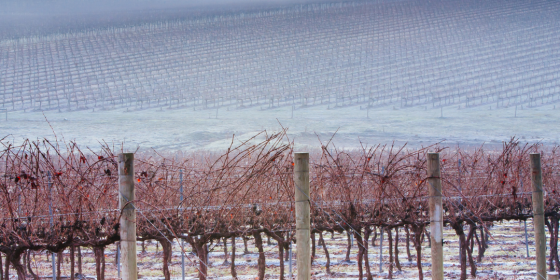 Frostgefahr für Weinheim und Region
