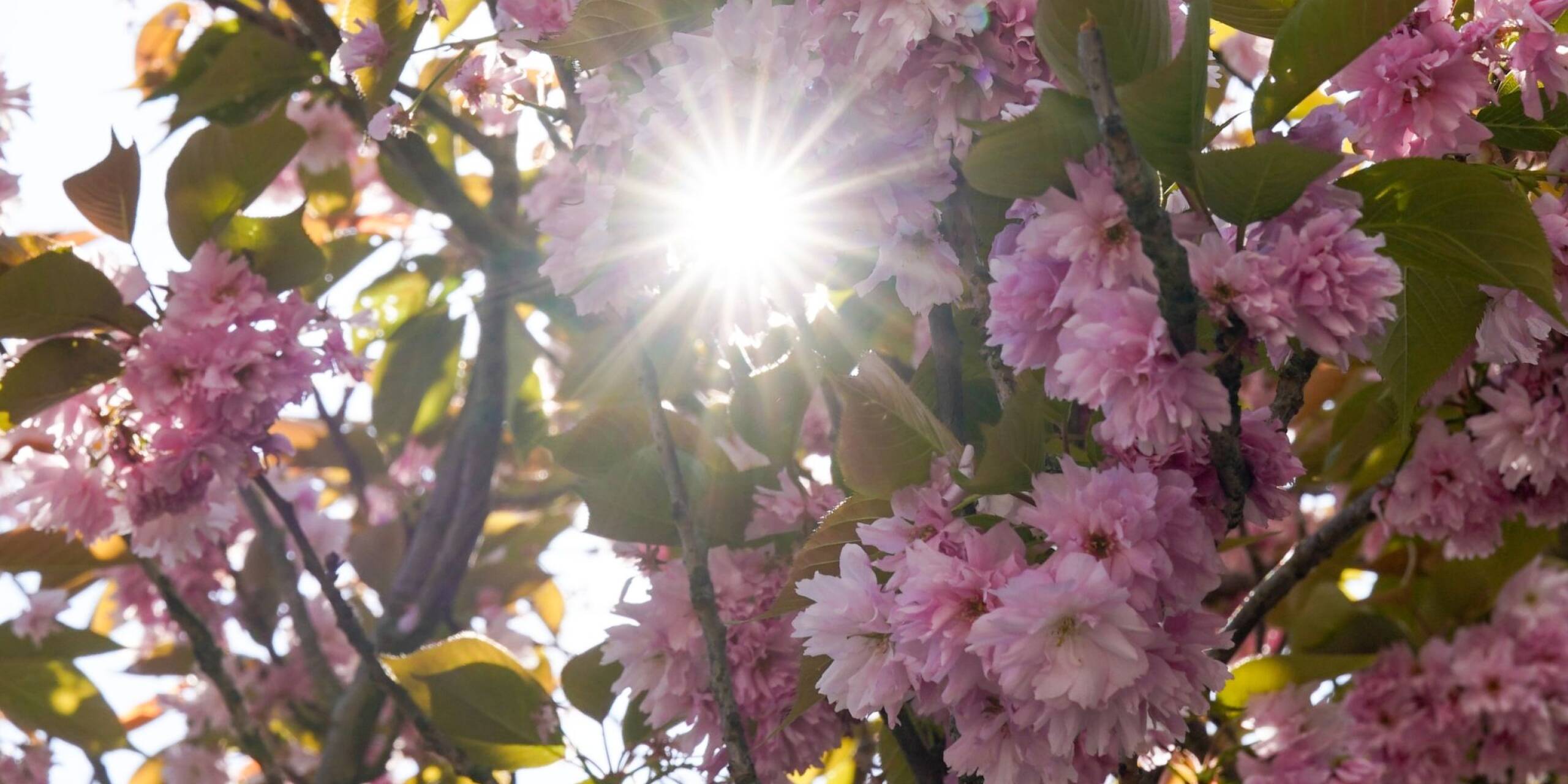 Die Sonne scheint zwischen den Blüten einer japanischen Zierkirsche in Hamburg hindurch.
