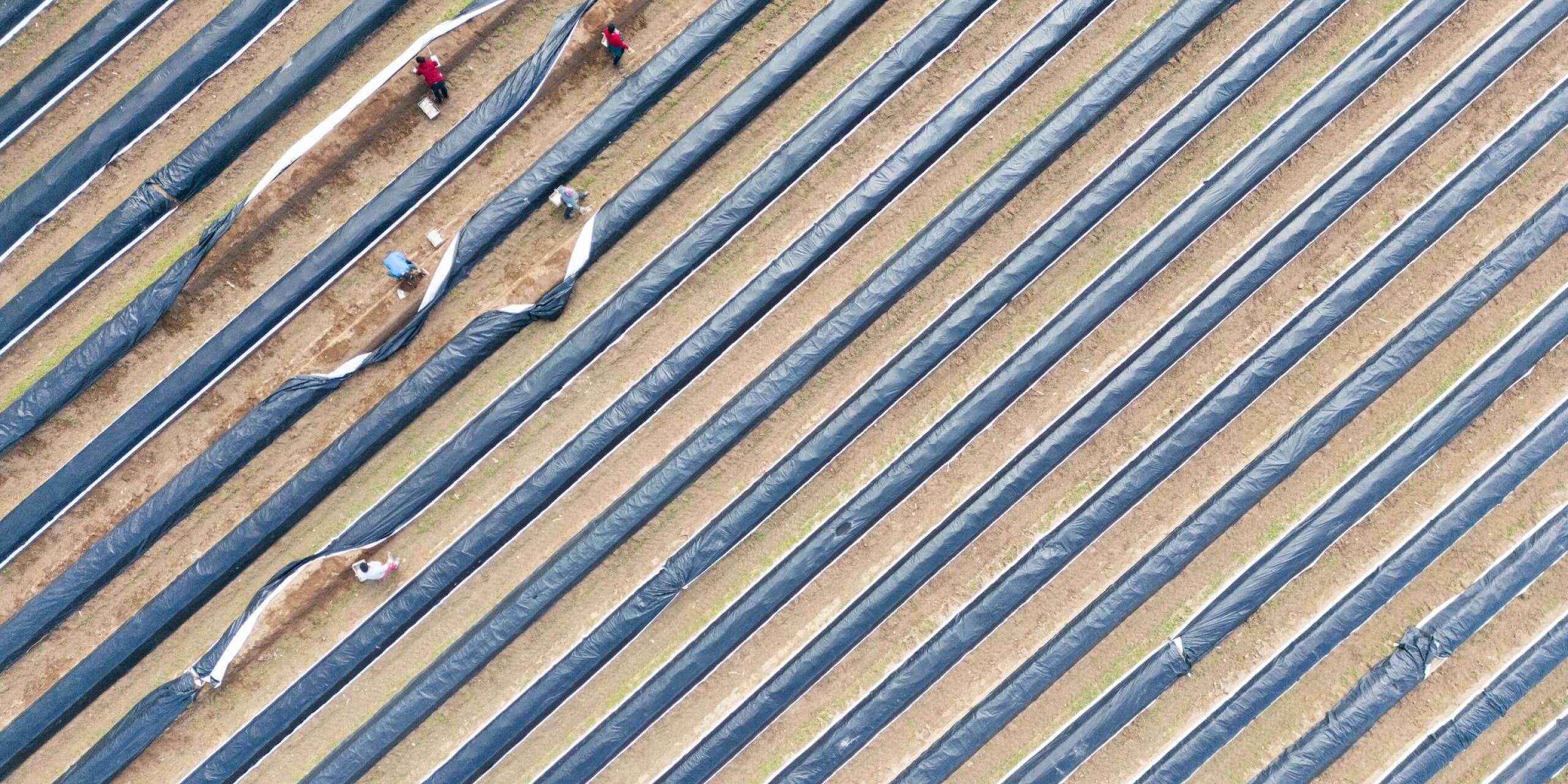 Erntehelferinnen stechen Spargel auf einem Feld bei Darmstadt.