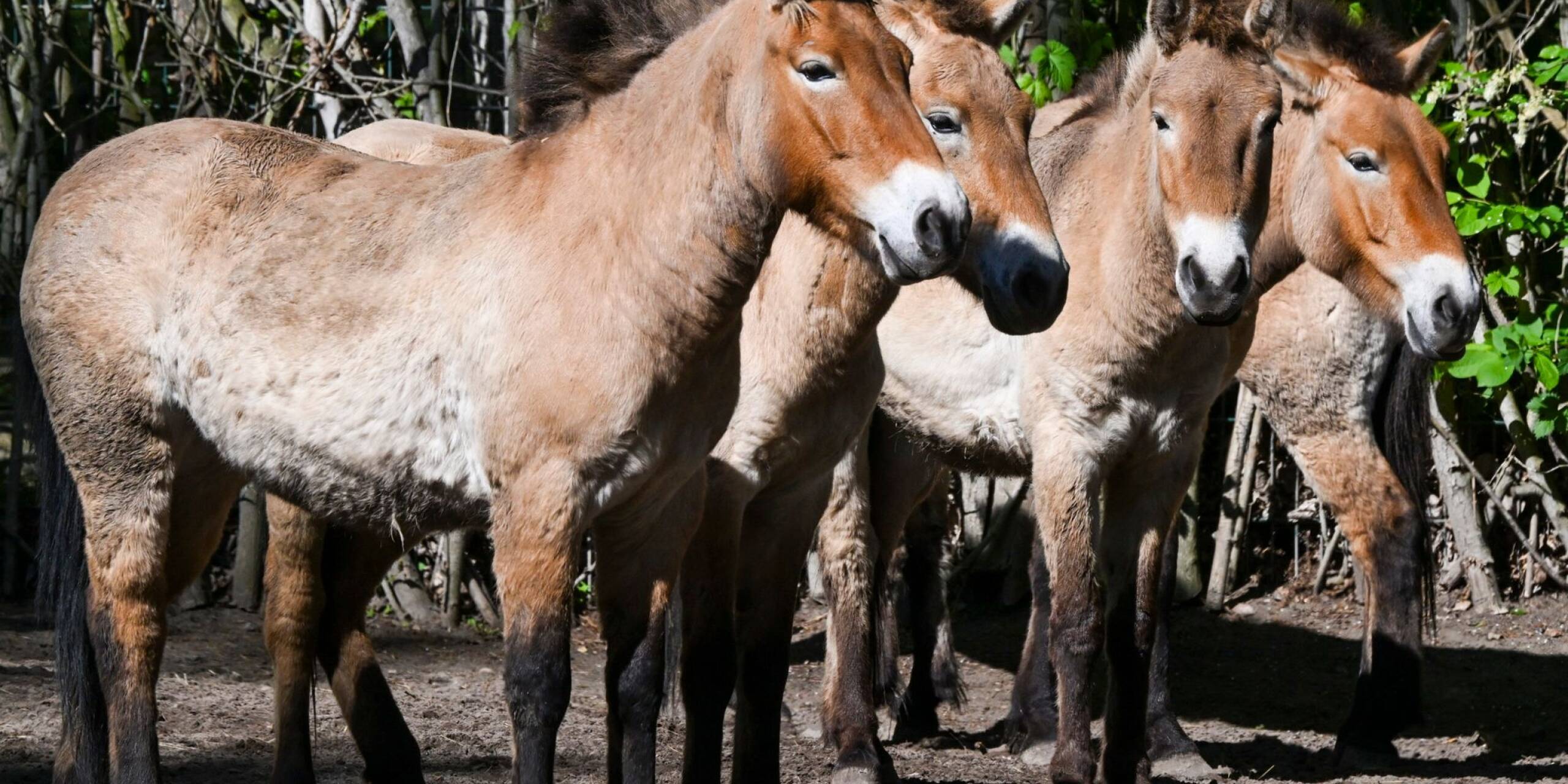 Zurück in die Wildnis: Lange Zeit galten Przewalskipferd als ausgestorben. Nun wird eine Herde der Tiere im Berliner Zoo zusammengeführt, um bald in Kasachstan ausgewildert zu werden.