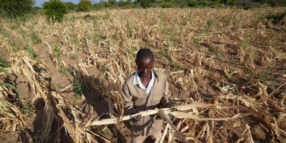 Dürre im Süden Afrikas bedroht 24 Millionen Menschen
