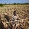 Dürre im Süden Afrikas bedroht 24 Millionen Menschen
