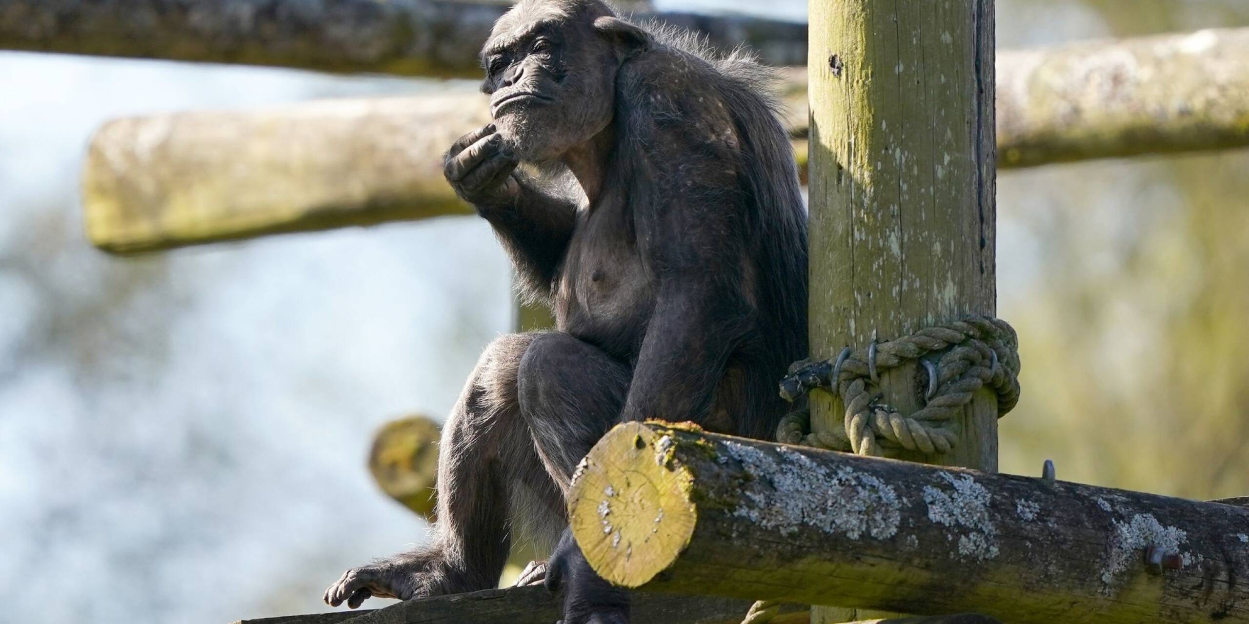 Noch skeptisch begutachtet der Schimpanse Peter sein neues Zuhause im Blair Drummond Safari and Adventure Park in Großbritannien. Peter verbrachte zuvor 31 Jahre im Twycross Zoo, wo er geboren wurde.