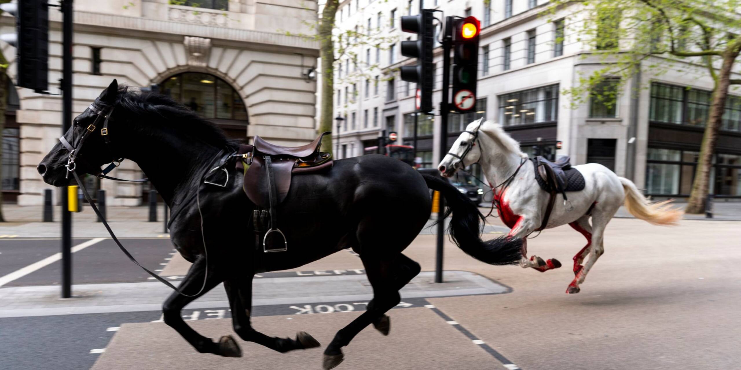 Zwei ausgebrochene Pferde galoppieren durch die Straßen Londons. Bei einer Routineübung im Stadtteil Belgravia rissen sich mehrere Militärpferde los und rannten anschließend durch die Innenstadt.