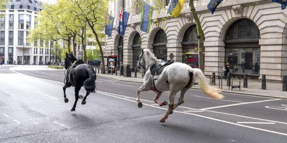 Huf-Alarm in London: Pferde galoppieren durch City
