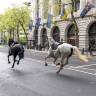 Huf-Alarm in London: Pferde galoppieren durch City
