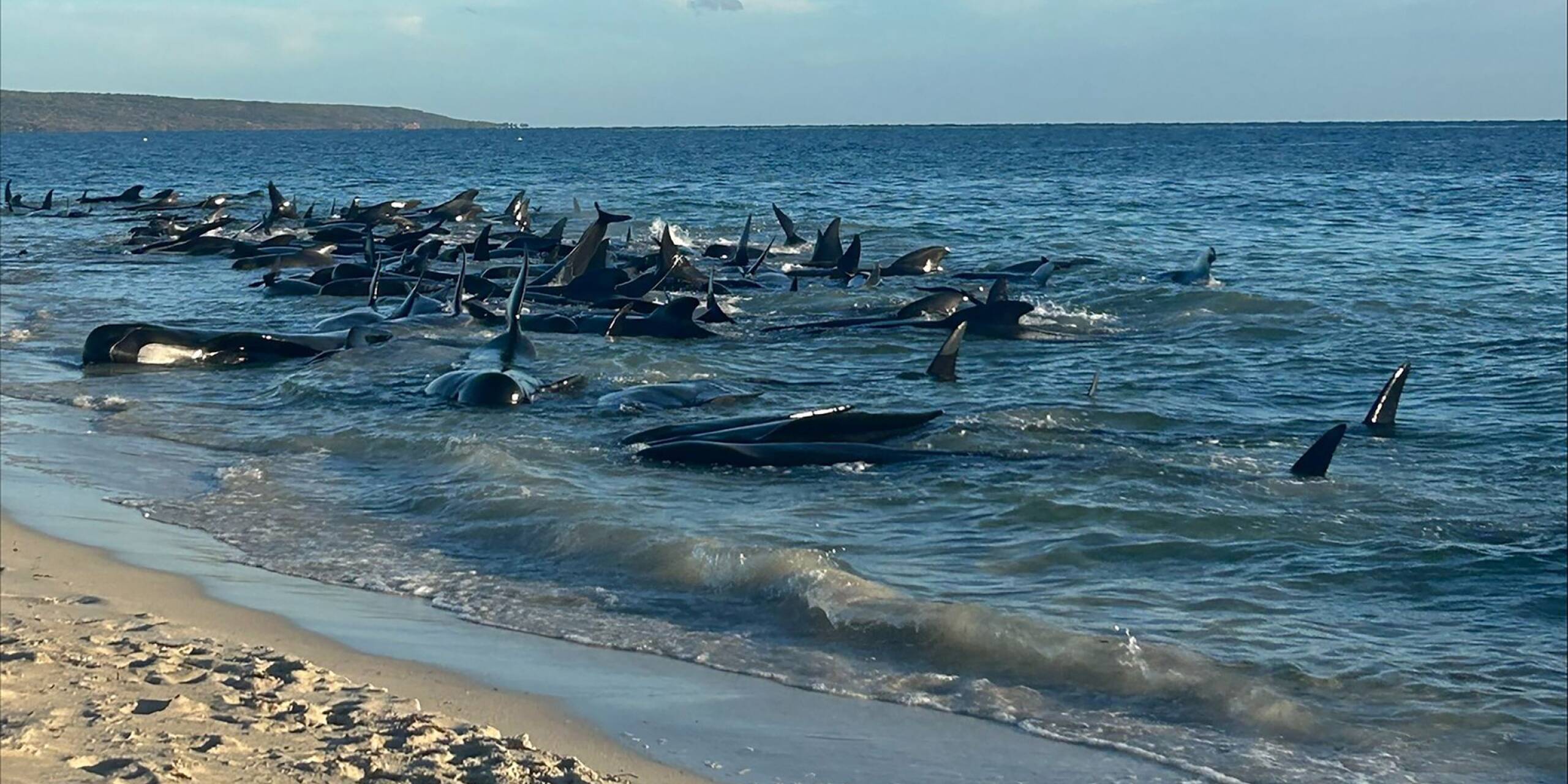 In Toby's Inlet in Westaustralien kam es zu einer Massenstrandung von Walen. Die Umstände sind noch unklar