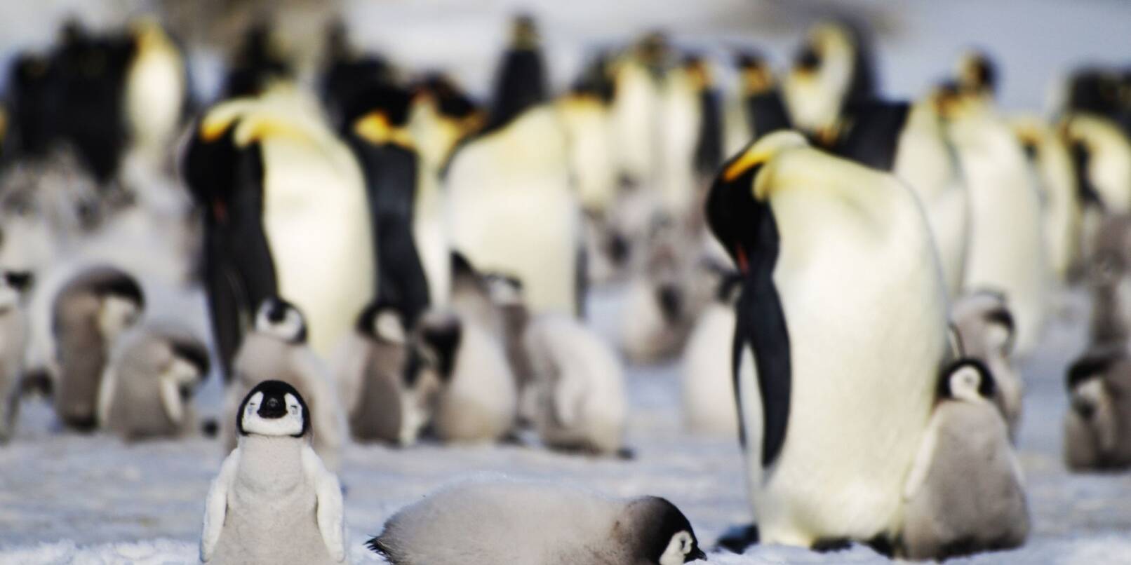 Junge und ausgewachsene Kaiserpinguine einer Kolonie in der Antarktis.