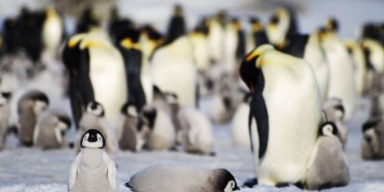 Eisschwund bringt tausenden Kaiserpinguin-Küken den Tod
